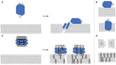 ApoE and ApoE Nascent-Like HDL Particles at Model Cellular Membranes: Effect of Protein Isoform and Membrane Composition
